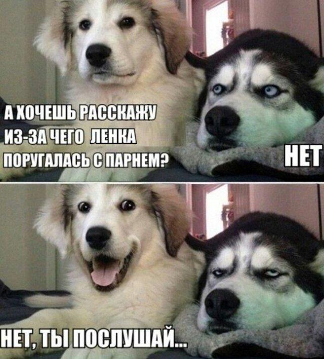 Лучшие шутки и мемы про собак