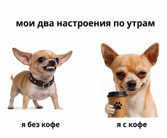 Лучшие шутки и мемы про собак