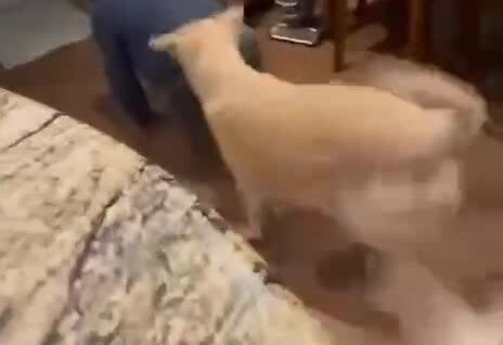 
        Незавидная участь    