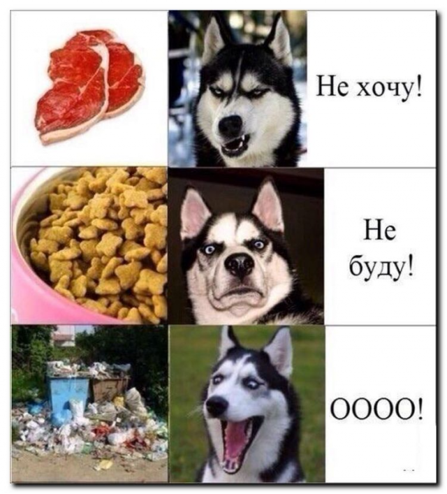 Лучшие шутки и мемы про собак