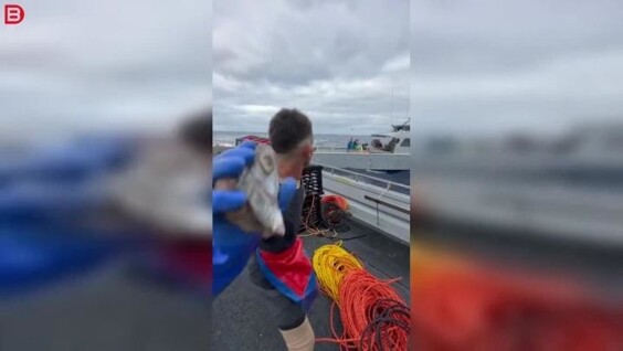 
        Необычный &laquo;бой&raquo; между рыболовными судами попал на&nbsp;видео    