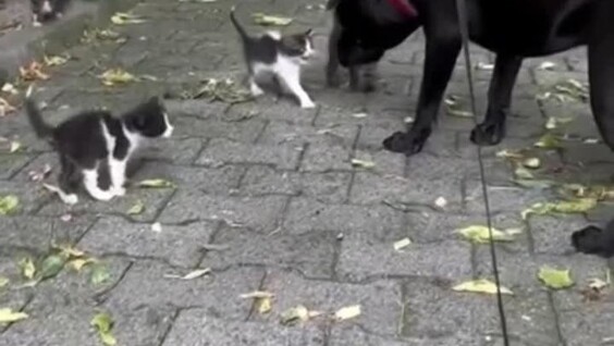 Грозные уличные котята
Грозные уличные котята
