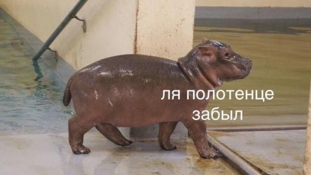 Смешные картинки