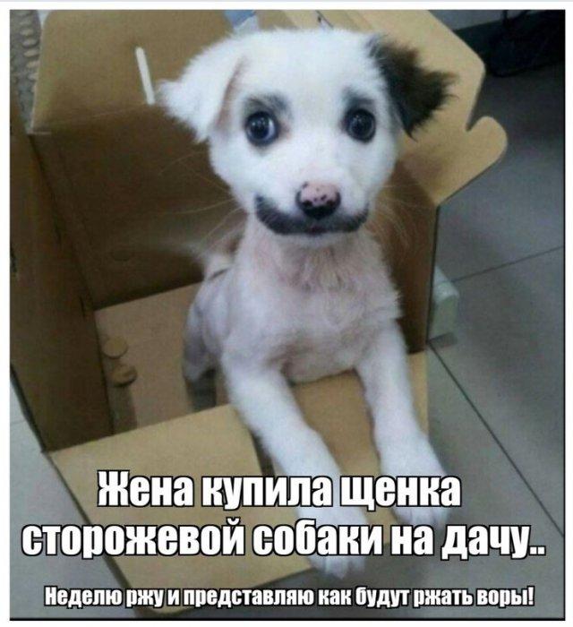 Лучшие шутки и мемы про собак