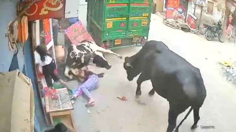 
        Школьницы оказались под&nbsp;копытами обезумевших коров    