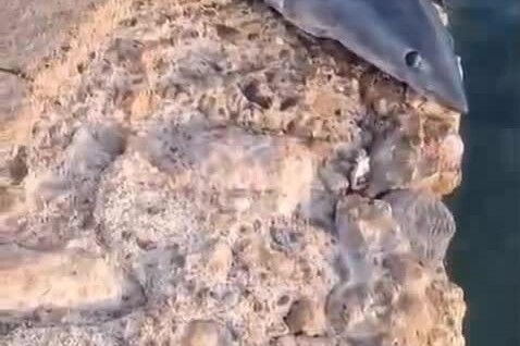 
        В&nbsp;Египте поймали акулу, которая терроризировала туристов    