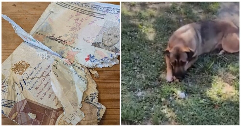 
        Щенок погрыз паспорт туриста    