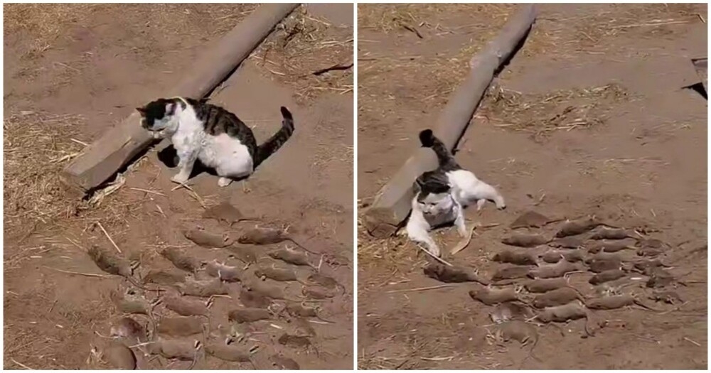 
        У&nbsp;кота выдалась славная охота    