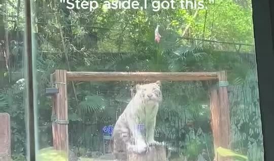 
        Все&nbsp;коты одинаковые    