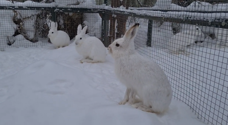 
        Заяц-тумак: существует гибрид разных зайцев России    