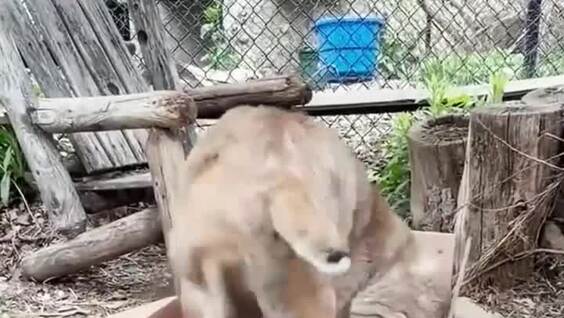 
        Коробка для&nbsp;рыси    