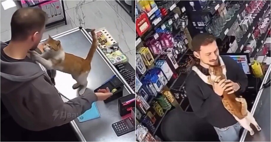 В Турции кот регулярно приходит в магазин за объятиями
В Турции кот регулярно приходит в магазин за объятиями