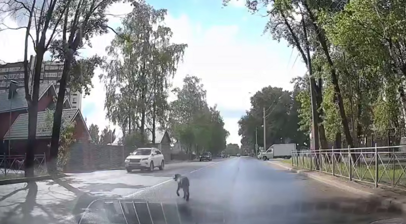 
        Собака устроила неожиданный &laquo;pit&nbsp;stop&raquo; прямо перед машиной    