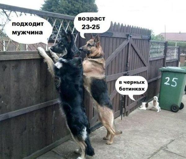 Лучшие шутки и мемы про собак