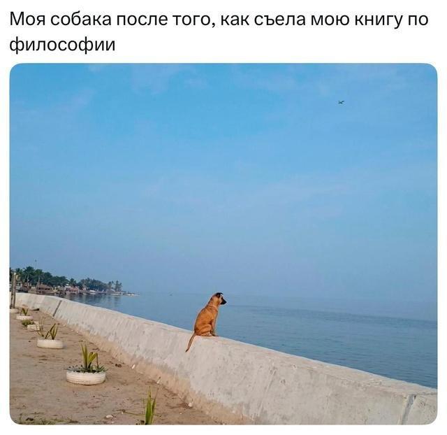 Лучшие шутки и мемы про собак