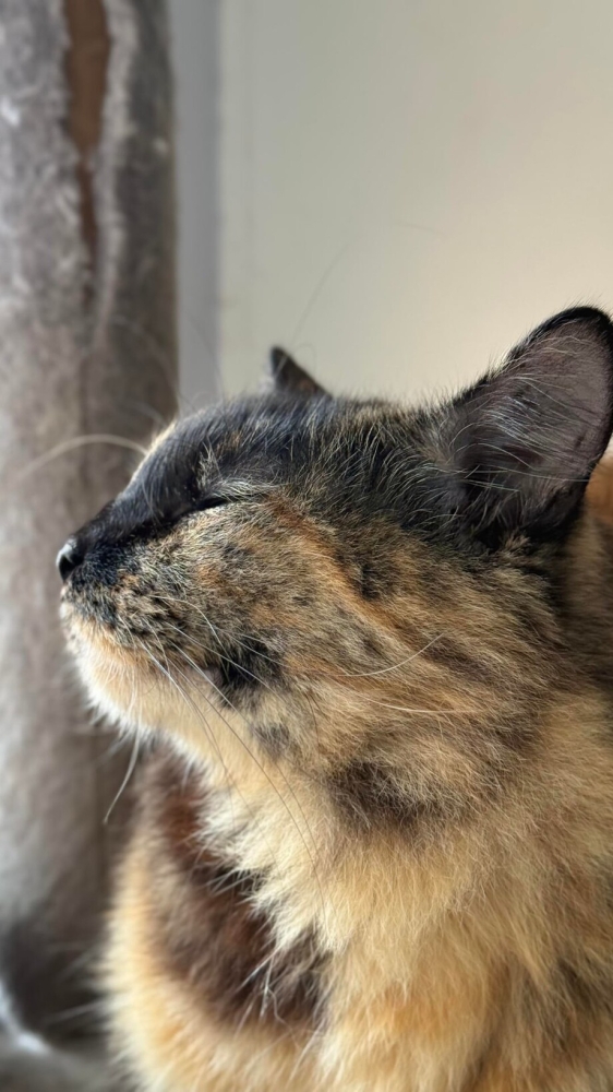 30 фото кошек, которых считают талисманами удачи
30 фото кошек, которых считают талисманами удачи
