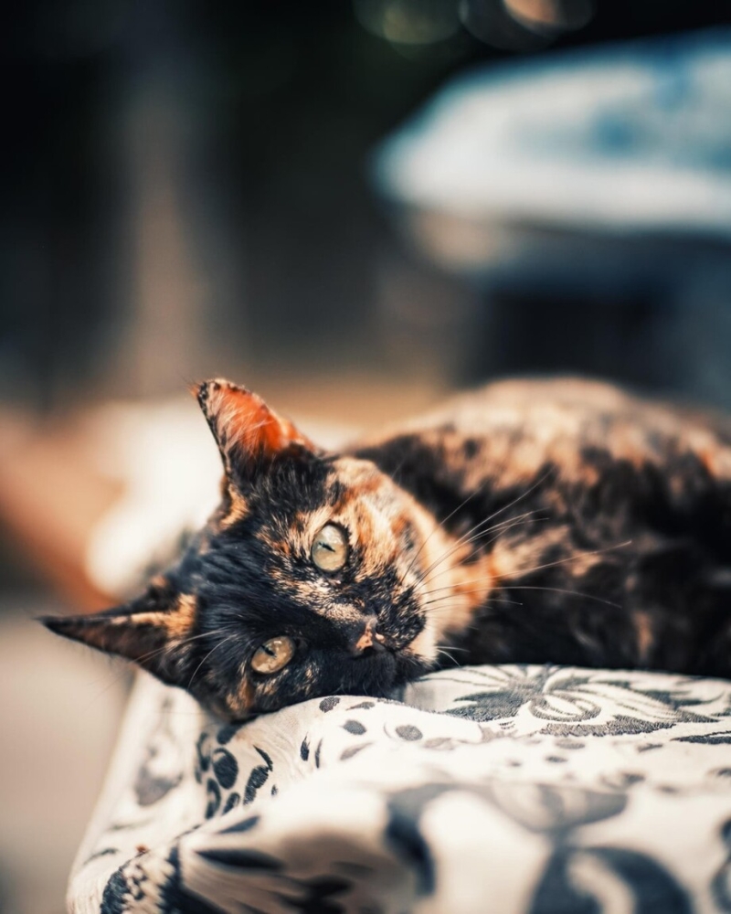 30 фото кошек, которых считают талисманами удачи
30 фото кошек, которых считают талисманами удачи