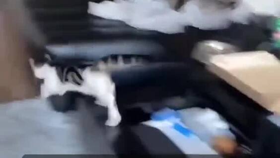 
        Кошки спешат к&nbsp;своим автокормушкам    