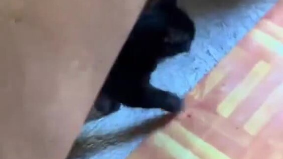 
        Кошки воруют котят друг у&nbsp;друга    