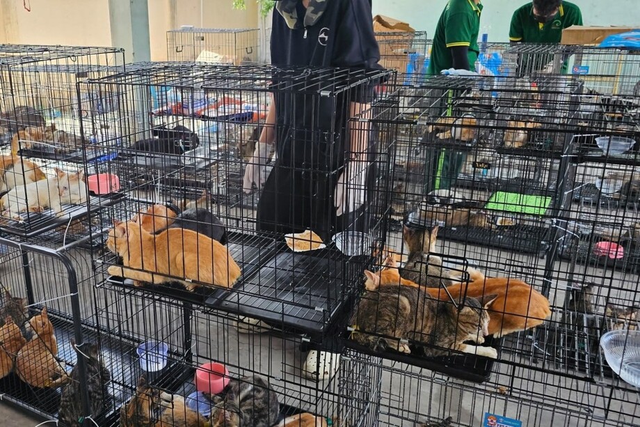 
        Во&nbsp;Вьетнаме спасли 400&nbsp;кошек, которых собирались продать на&nbsp;мясо    