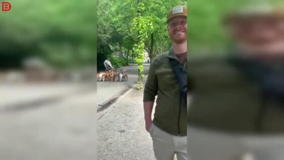 
        Прохожие сняли самого эпичного выгульщика собак в&nbsp;Амстердаме    