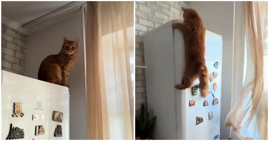 
        Рыжий суетолог    