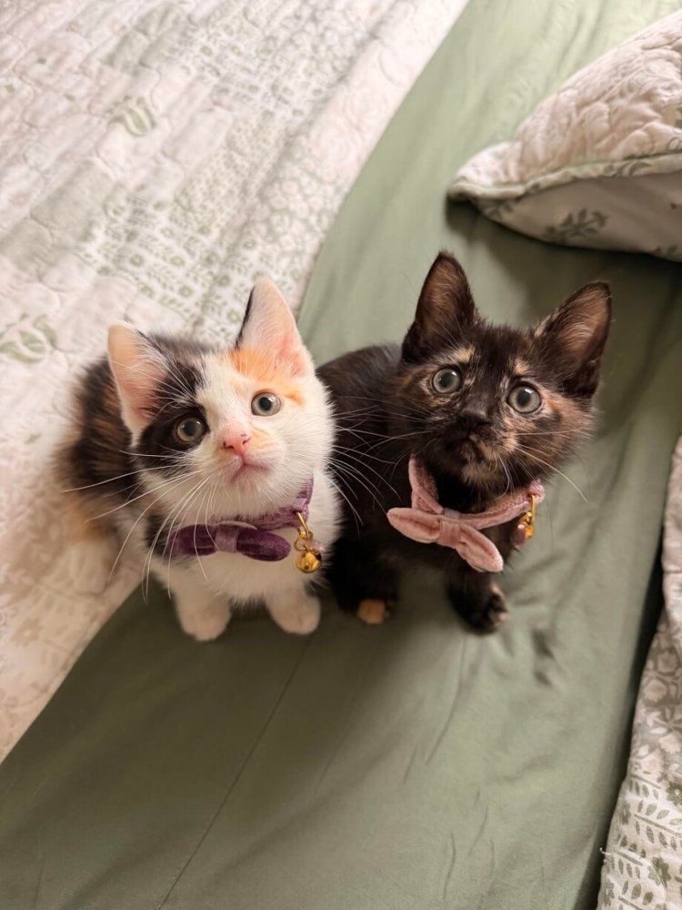30 фото кошек, которых считают талисманами удачи
30 фото кошек, которых считают талисманами удачи