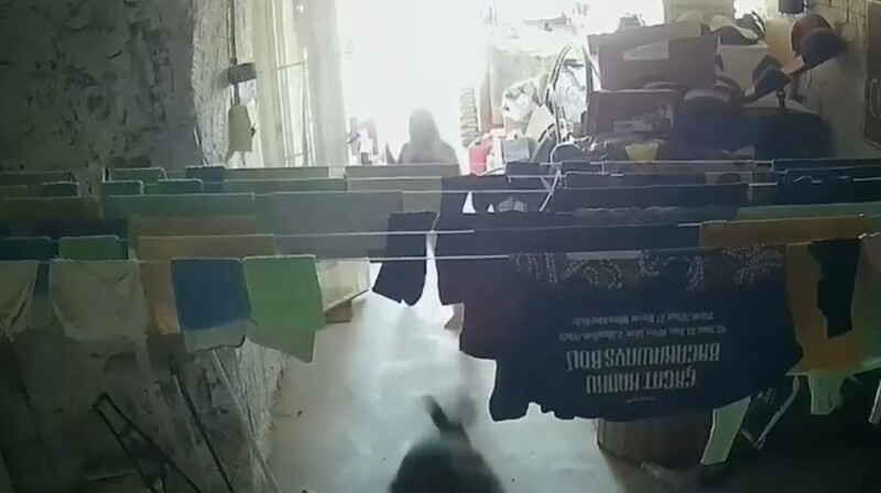 
        Кенгуру cбил с&nbsp;ног&nbsp;девочку    