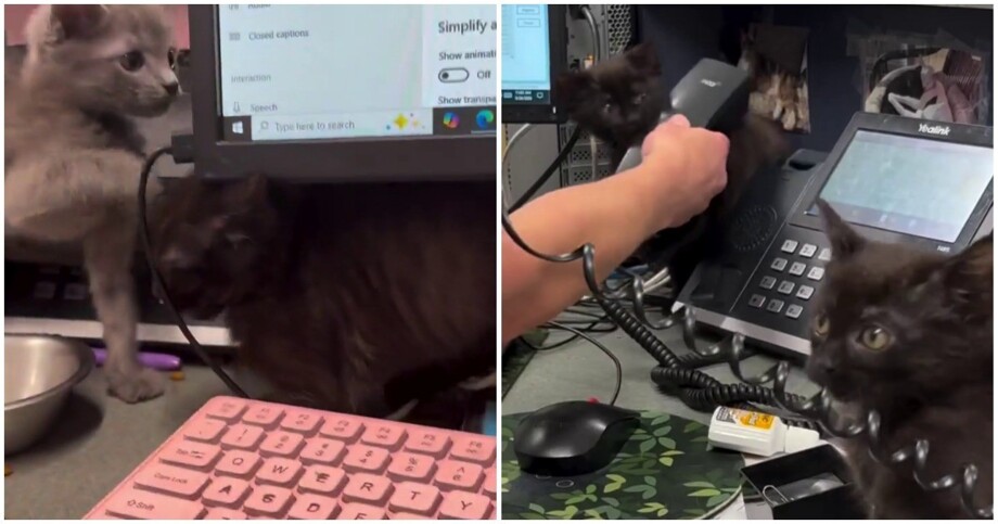 
        Офисная котовасия    