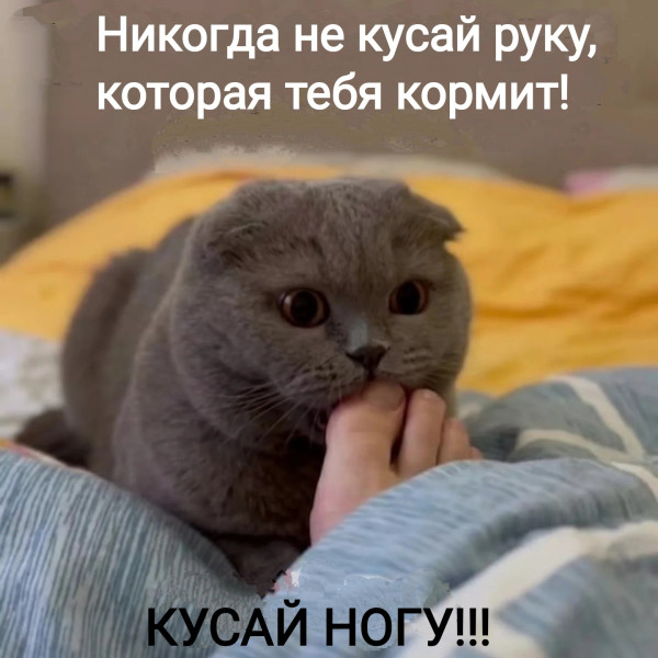 Мем №1607294