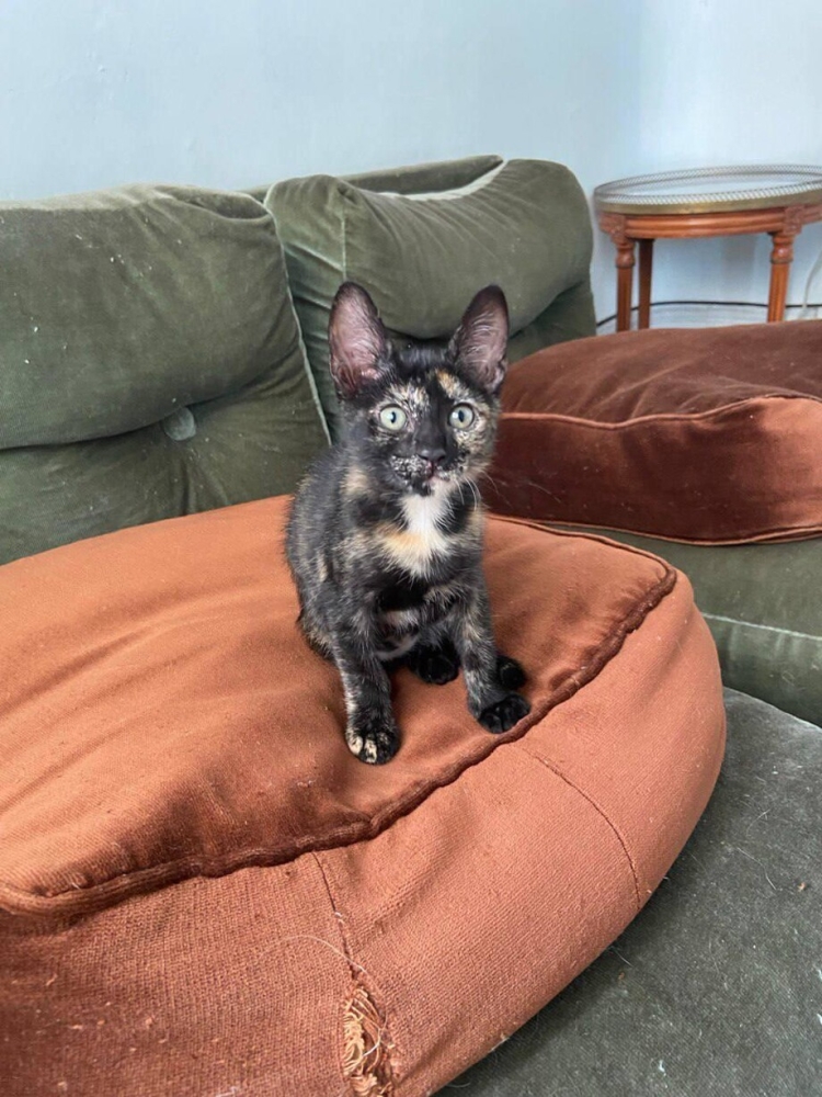 30 фото кошек, которых считают талисманами удачи
30 фото кошек, которых считают талисманами удачи