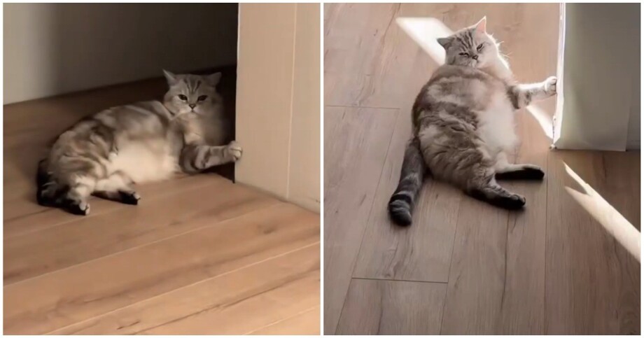 Кот, на котором всё держится
Кот, на котором всё держится