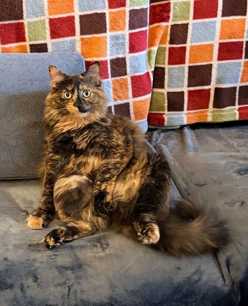 30 фото кошек, которых считают талисманами удачи
30 фото кошек, которых считают талисманами удачи