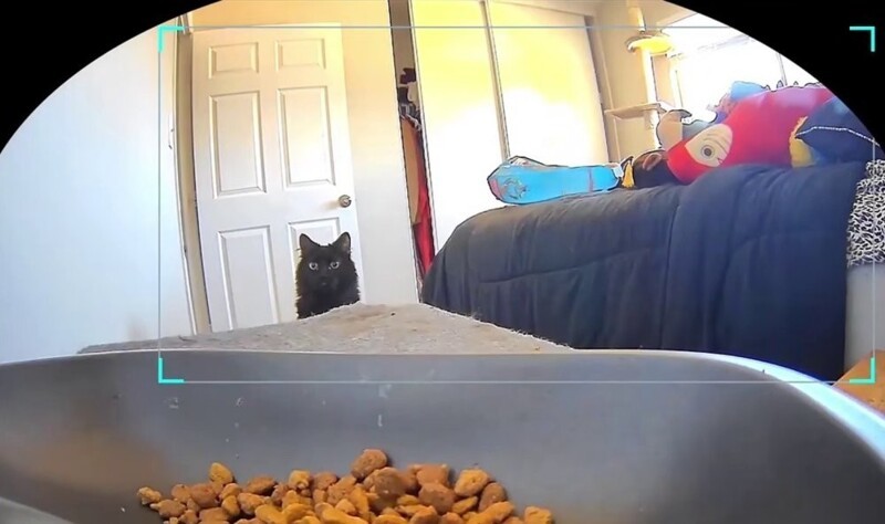 Реакция кота на подачу корма в автоматической кормушке
Реакция кота на подачу корма в автоматической кормушке