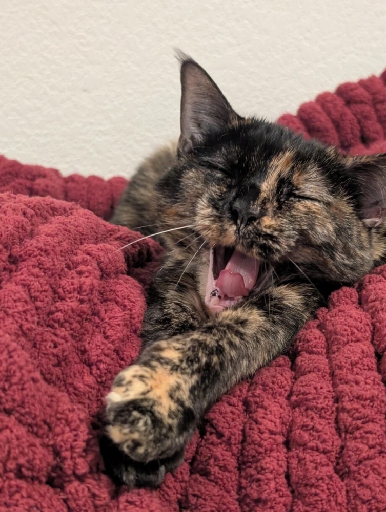 30 фото кошек, которых считают талисманами удачи
30 фото кошек, которых считают талисманами удачи