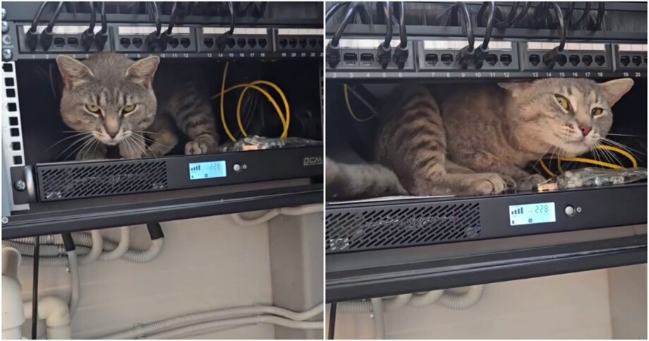 
        Айтишный кот    