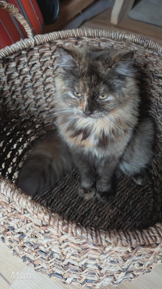 30 фото кошек, которых считают талисманами удачи
30 фото кошек, которых считают талисманами удачи