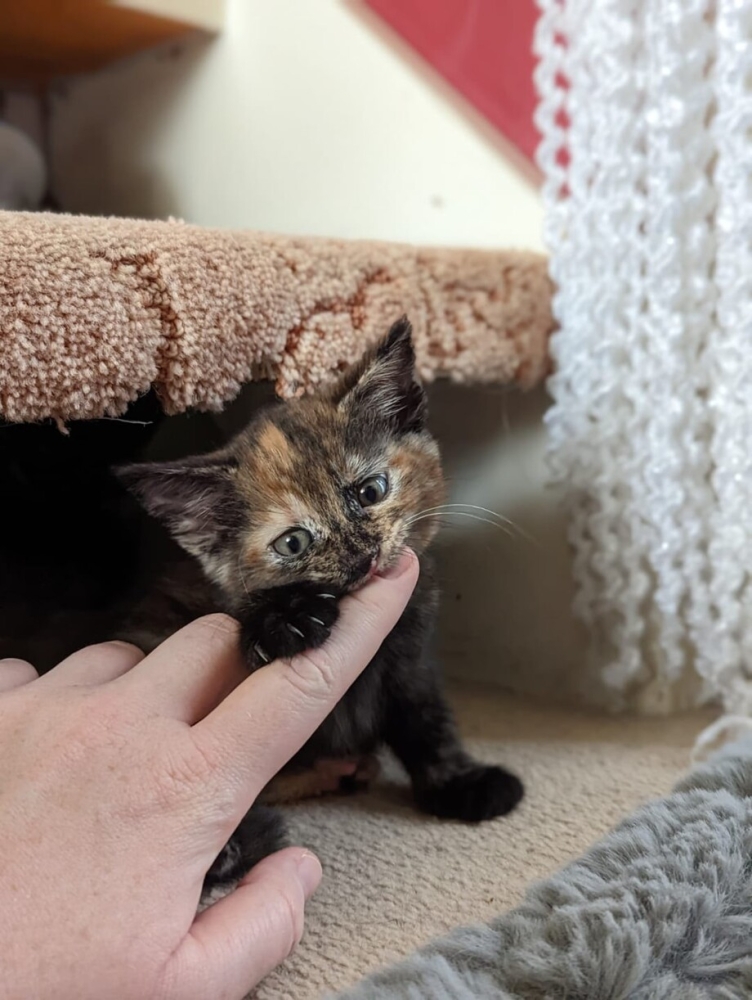 30 фото кошек, которых считают талисманами удачи
30 фото кошек, которых считают талисманами удачи