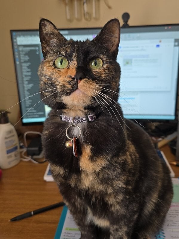 30 фото кошек, которых считают талисманами удачи
30 фото кошек, которых считают талисманами удачи