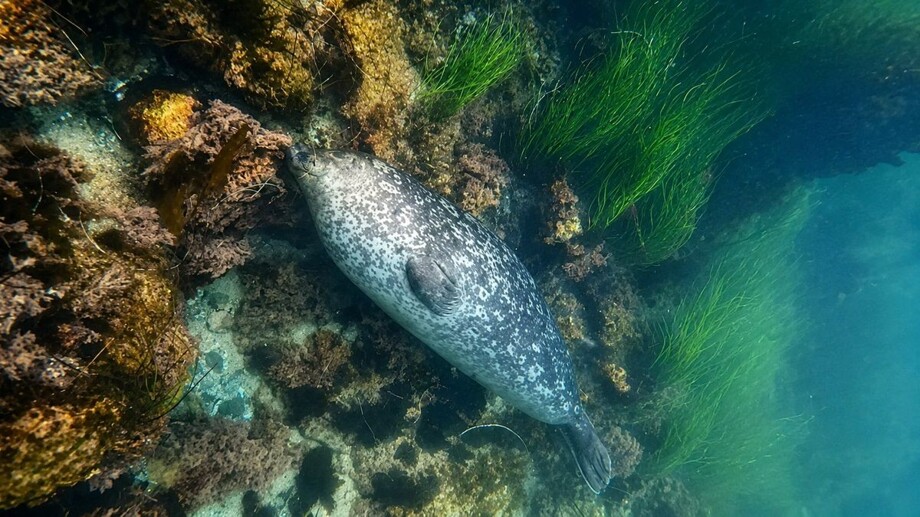 
        Как&nbsp;тюлени спят под&nbsp;водой    