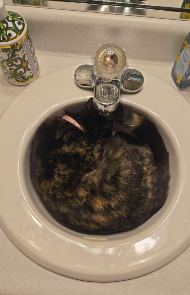 30 фото кошек, которых считают талисманами удачи
30 фото кошек, которых считают талисманами удачи