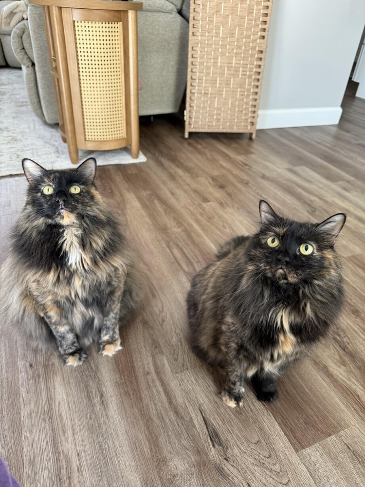 30 фото кошек, которых считают талисманами удачи
30 фото кошек, которых считают талисманами удачи