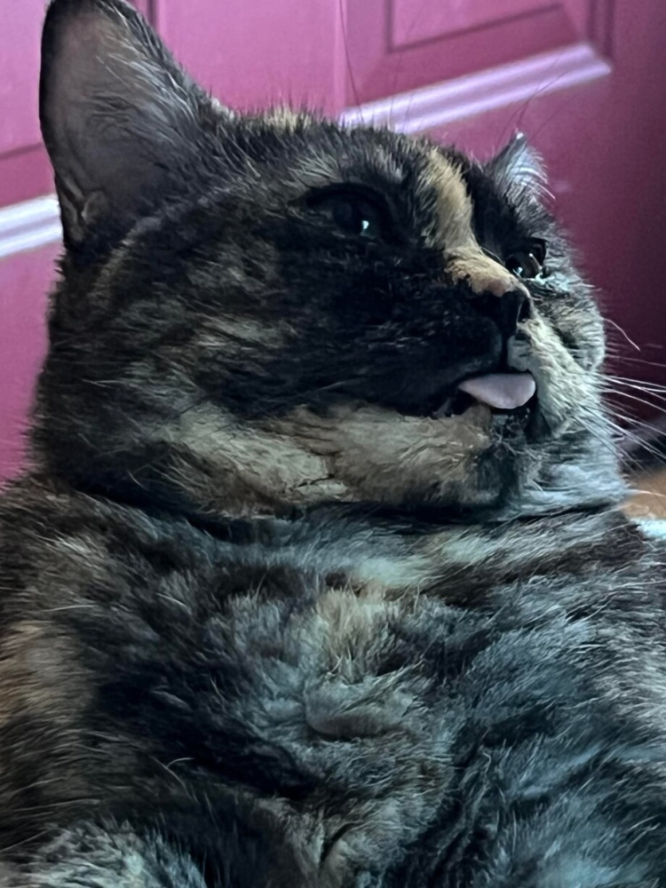 30 фото кошек, которых считают талисманами удачи
30 фото кошек, которых считают талисманами удачи