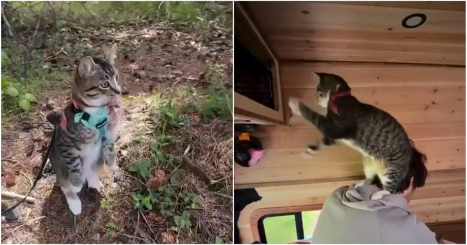Нескучная жизнь кота
Нескучная жизнь кота