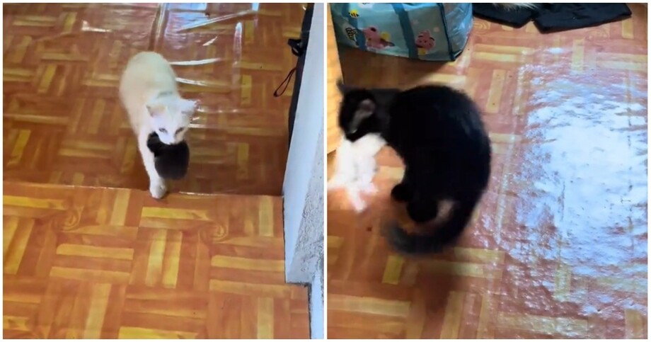 
        Кошки воруют котят друг у&nbsp;друга    