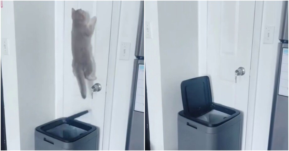 
        Кошки, которые загнали себя в&nbsp;ловушку    