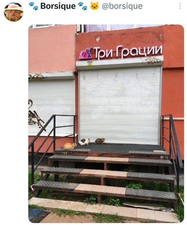 Подборка забавных твитов обо всем Подборка забавных твитов обо всем