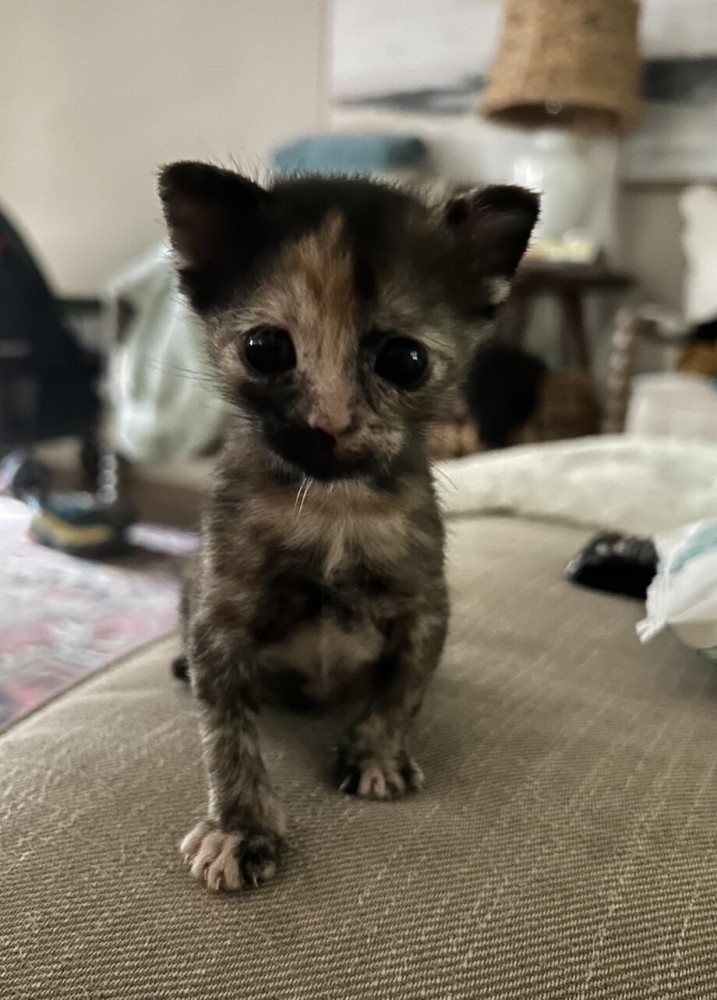 30 фото кошек, которых считают талисманами удачи
30 фото кошек, которых считают талисманами удачи