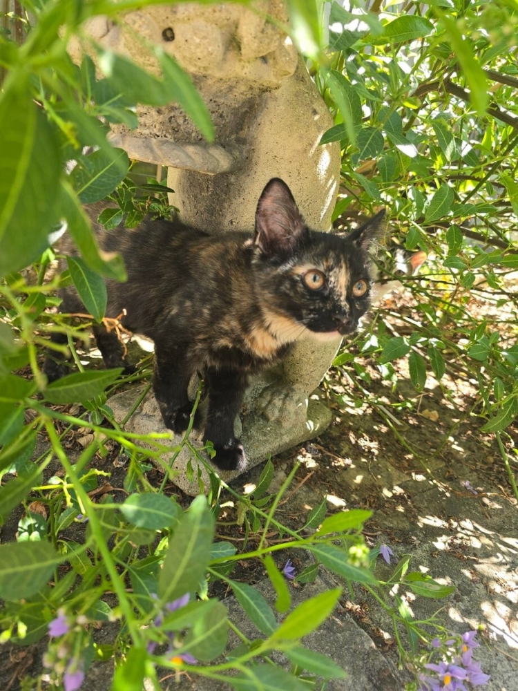30 фото кошек, которых считают талисманами удачи
30 фото кошек, которых считают талисманами удачи