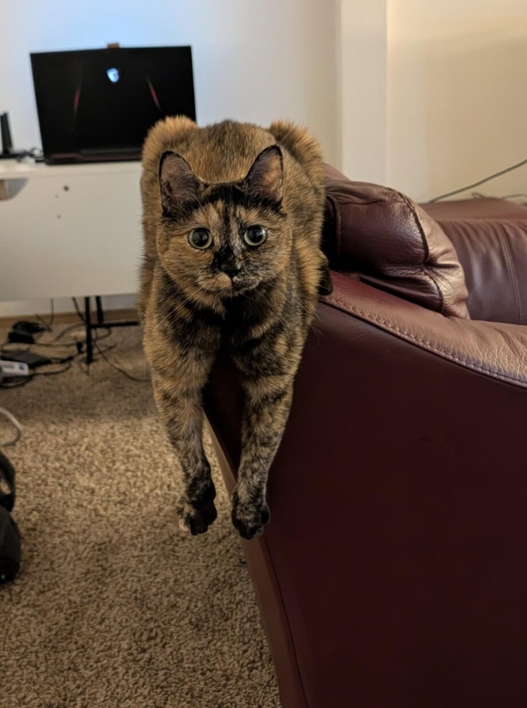 30 фото кошек, которых считают талисманами удачи
30 фото кошек, которых считают талисманами удачи
